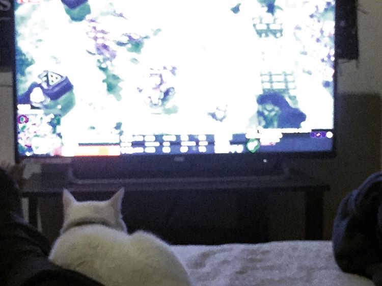 cripnez'in Resmi: Como cuando tu gatita se te acurruca para ver la #gsl contigo
.
.
.
.
#catsofinstagram # starcraft2 cripnez'in Resmi: Como cuando tu gatita se te acurruca para ver la #gsl contigo
.
.
.
.
#catsofinstagram # starcraft2